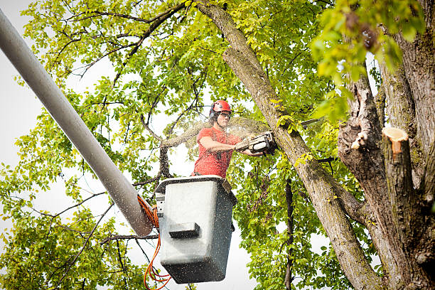 Professional Tree Care Services in St Henry, OH